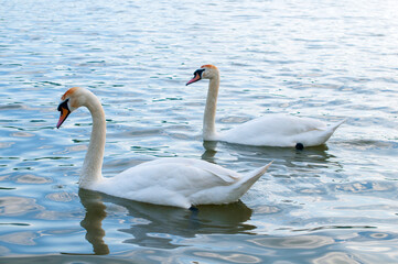 white swans group on the lake swim well under the bright sun