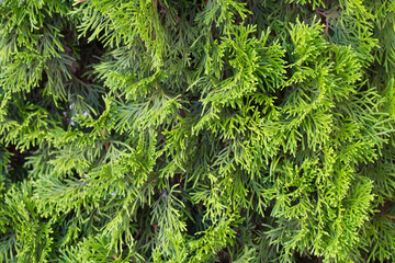 thuja smaragd closeup photo. green leaves of needles
