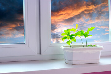 Young plants of oaks on window-sill and view to evening sky. Tree planting