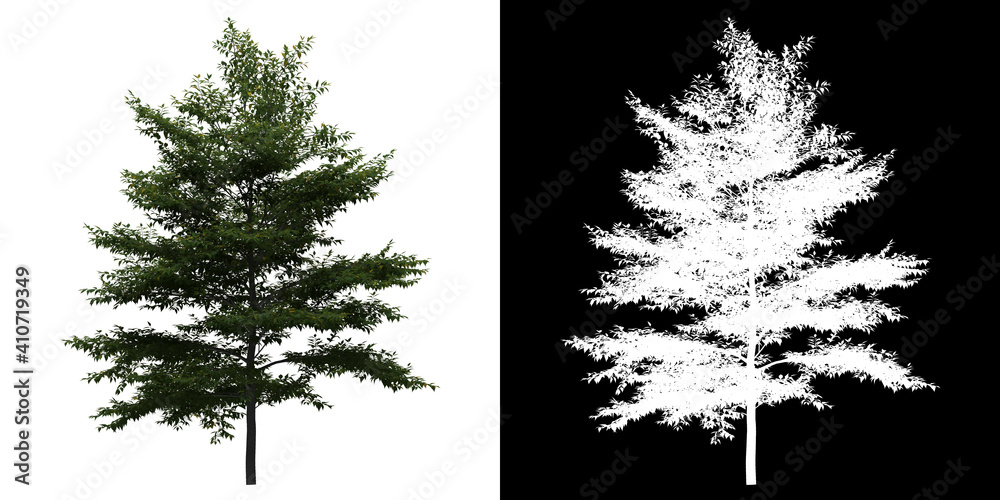 Wall mural front view of styrax japonicus tree. png with alpha channel to cutout. made from 3d model for compos