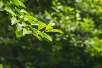 Tree branch with green leaves in the garden on a background of trees