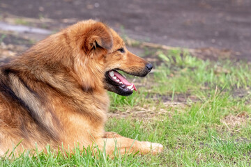 Big brown dog with open mouth lying in the garden on the grass, portrait of a dog in profile