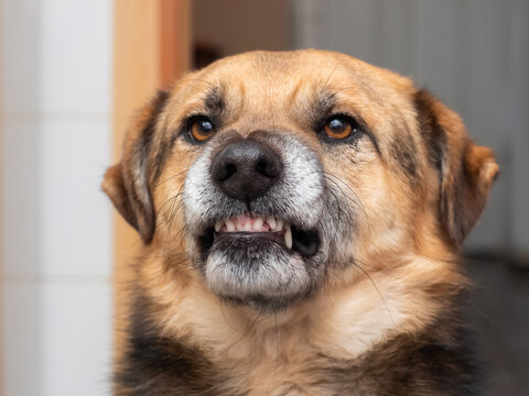 Angry Dog Showing Fangs, Dog Portrait In Profile