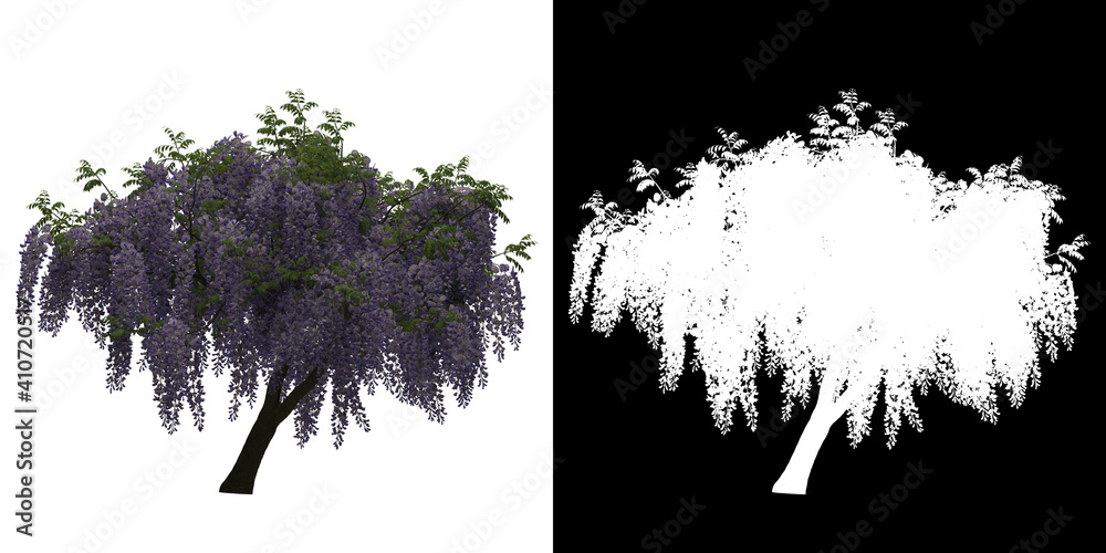 Wall mural front view of wisteria floribunda tree. png with alpha channel to cutout. made from 3d model for com