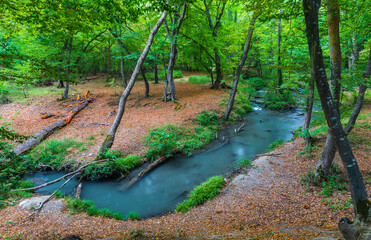 Small river in a dense forest in autumn
