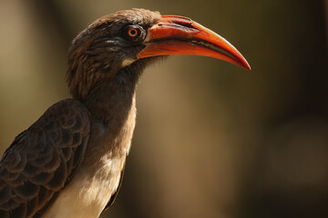The portrait of Bradfield's hornbill (Tockus bradfieldi). Portrait of a rare hornbill in southern Africa on a brown background.