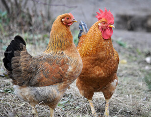 Poultry in the yard