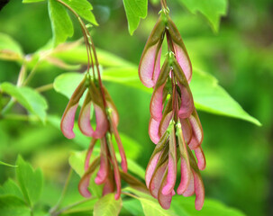 Obraz premium Maple (Acer negundo) grows in nature