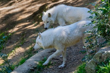 Fototapeta premium portrait of arctic wolf in the nature