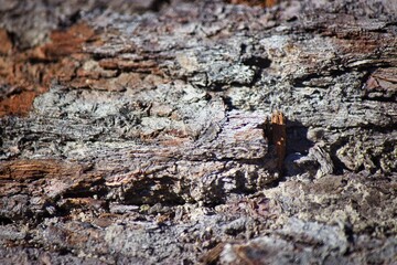 Tree image upclose pattern