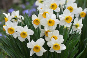 Narcissus (daffodils) bloom in the flowerbed.