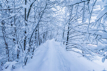 Winter snow trail Lots of snow Trees in the snow