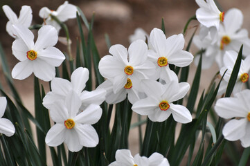 Fototapeta premium Narcissus (daffodils) bloom in the flowerbed.