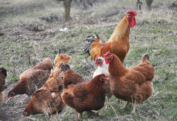 Poultry in the yard