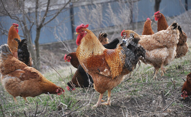 Poultry in the yard