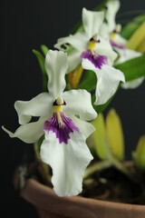 Close up in Miltonia flowers - white and purple colors 