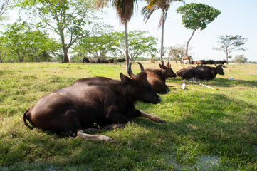 vida animal 