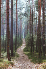 Lost path in the forest during a sunny day.