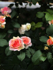 #roses in garden