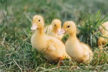 Group little yellow ducklings walk in the tall green grass