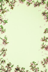 Obraz na płótnie Canvas Spring border with cherry blossoms on green pastel background