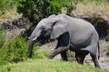 Naklejka na ściany i meble young elephant in maasai mara park