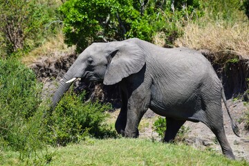 Naklejka na ściany i meble young elephant in maasai mara park