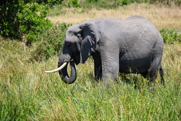 Fototapeta na wymiar young elephant in maasai mara park