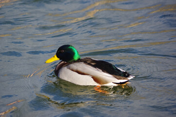 duck on the water