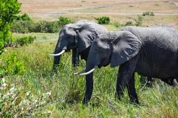 group of elephants in maasai mara park
