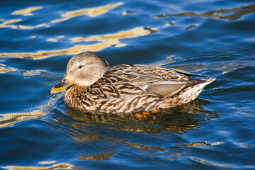 duck in water