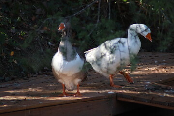 range chickens in the farm