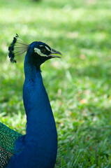 Obraz premium pavo real