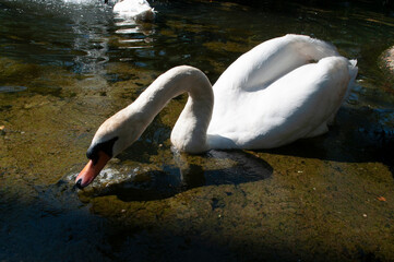 cisne