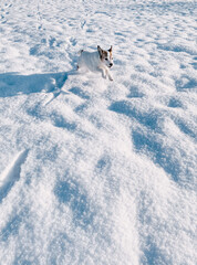 Capturing the moment - the dog and his playing in the snow.