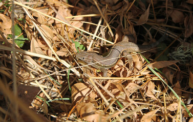 A adult specimen of Large psammodromus or Algerian sand racer (Psammodromus algirus) with forked tail. Is a species of lizard in the family Lacertidae endemic to western Europe and northwestern Africa