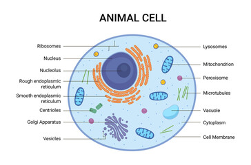 Vector illustration of the Animal cell anatomy structure. Educational infographic 