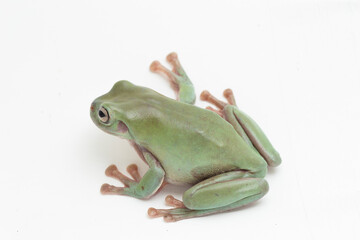 close up dumpy tree frog or  White's tree frog on white background