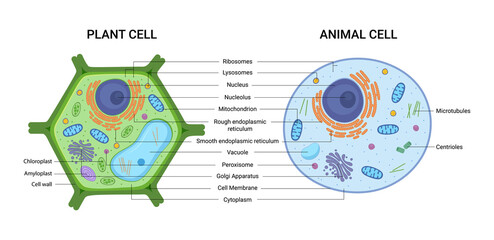Vector illustration of the Plant and Animal cell anatomy structure. Educational infographic 