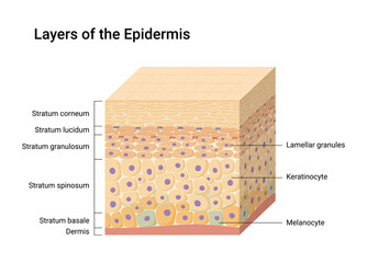 Vector illustration of Epidermis layers. Skin anatomy. Medical diagram - obrazy, fototapety, plakaty