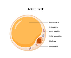 Vector structure of white fat cell. Illustration of adipose.