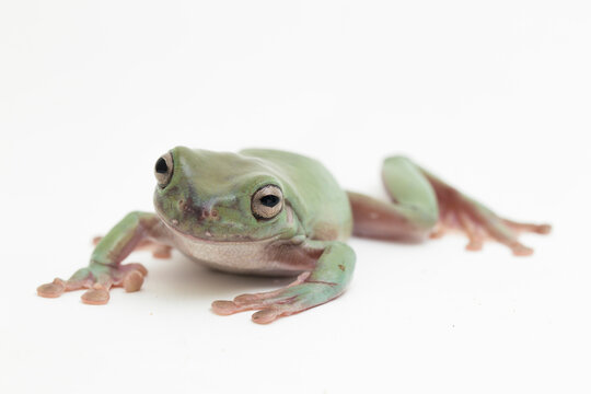 close up dumpy tree frog or  White's tree frog on white background