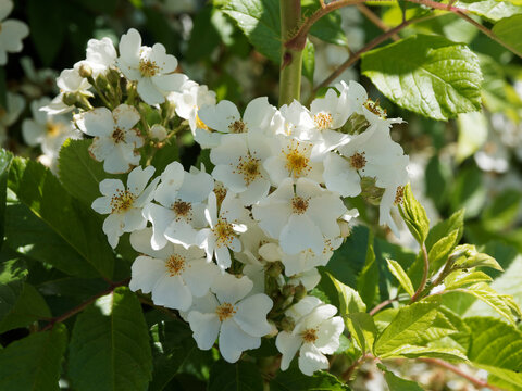 Rosier grimpant (Rosa filipes) &agrave; floraison d&eacute;corative blanche en corymbes retombantes au doux parfum sur tiges souples &eacute;pineuses