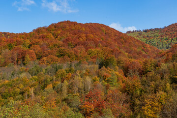 Autumn mountain landscape - yellowed and reddened autumn trees combined with green needles and blue skies. Colorful autumn landscape scene in the Ukrainian Carpathians.