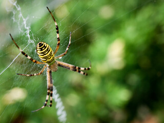 tiger spider 2