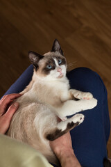 The woman caresses a small Siamese kitten. Siamese white kitten sitting in the woman's arms. Beloved cat. Image for veterinary clinics. Domestic life. Inner life.