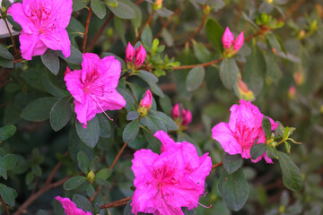 Pink azalea flowers in bloom against green foliage, springtime. Place for text.