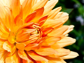 orange dahlia flower