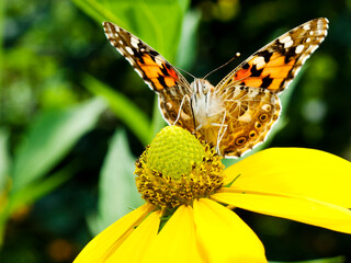 butterfly on flower