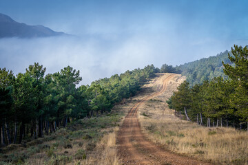 Fototapeta na wymiar mountain road with pines, trees and nature